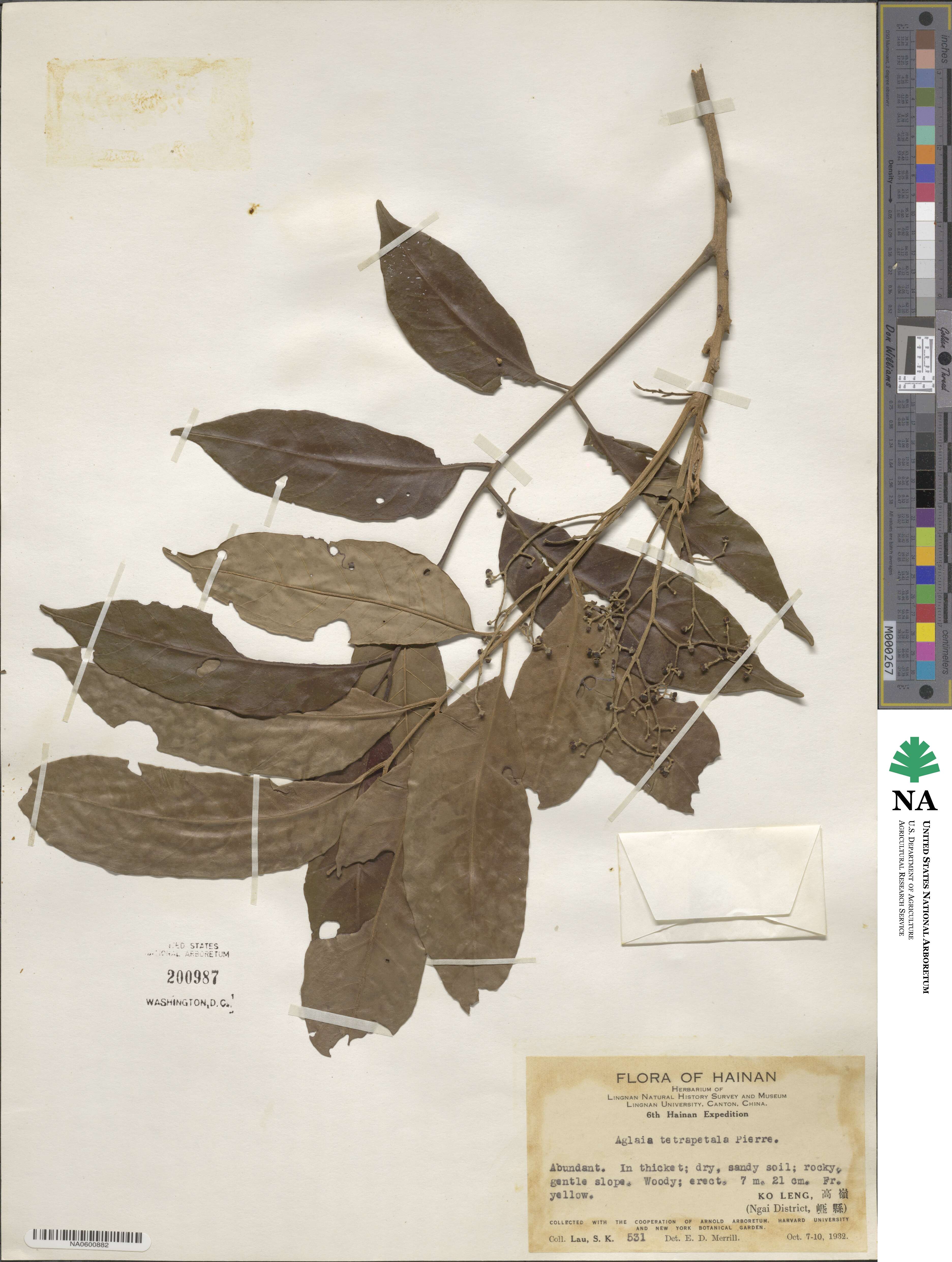 Aglaia lawii subsp. lawii image