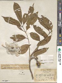 Aglaia lawii subsp. lawii image