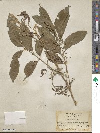 Aglaia lawii subsp. lawii image