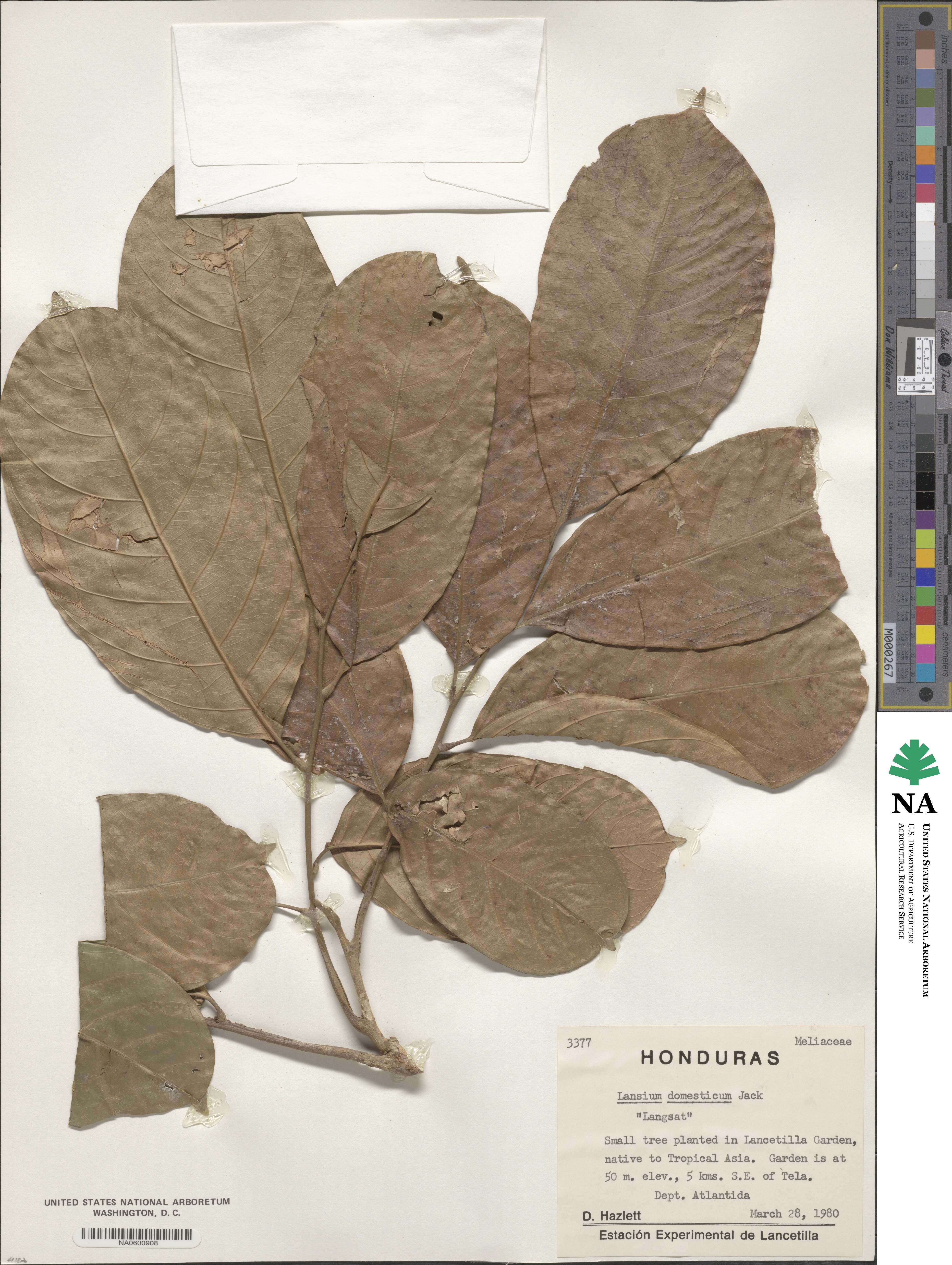 Lansium domesticum image