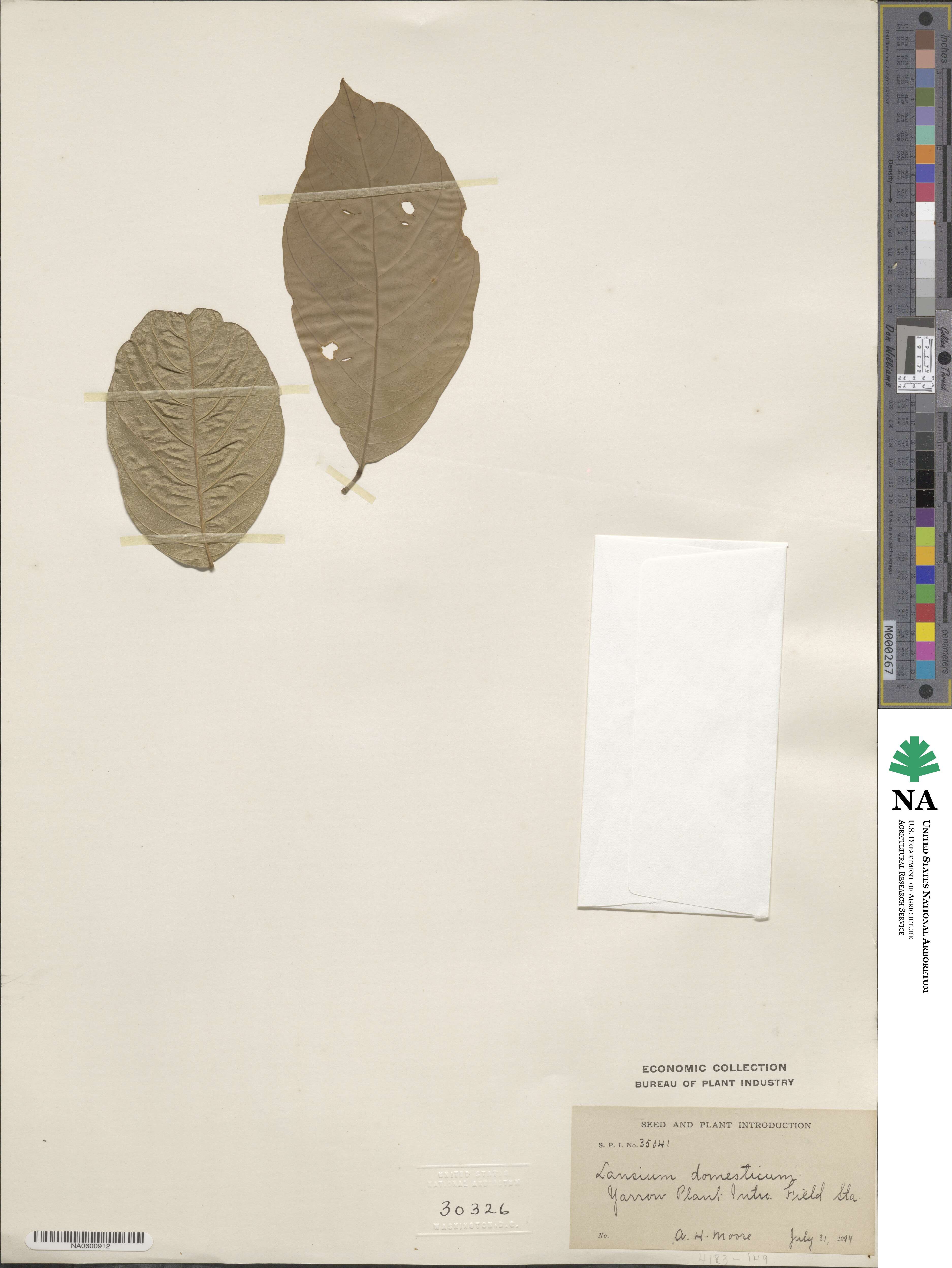 Lansium image