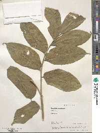 Dysoxylum gotadhora image