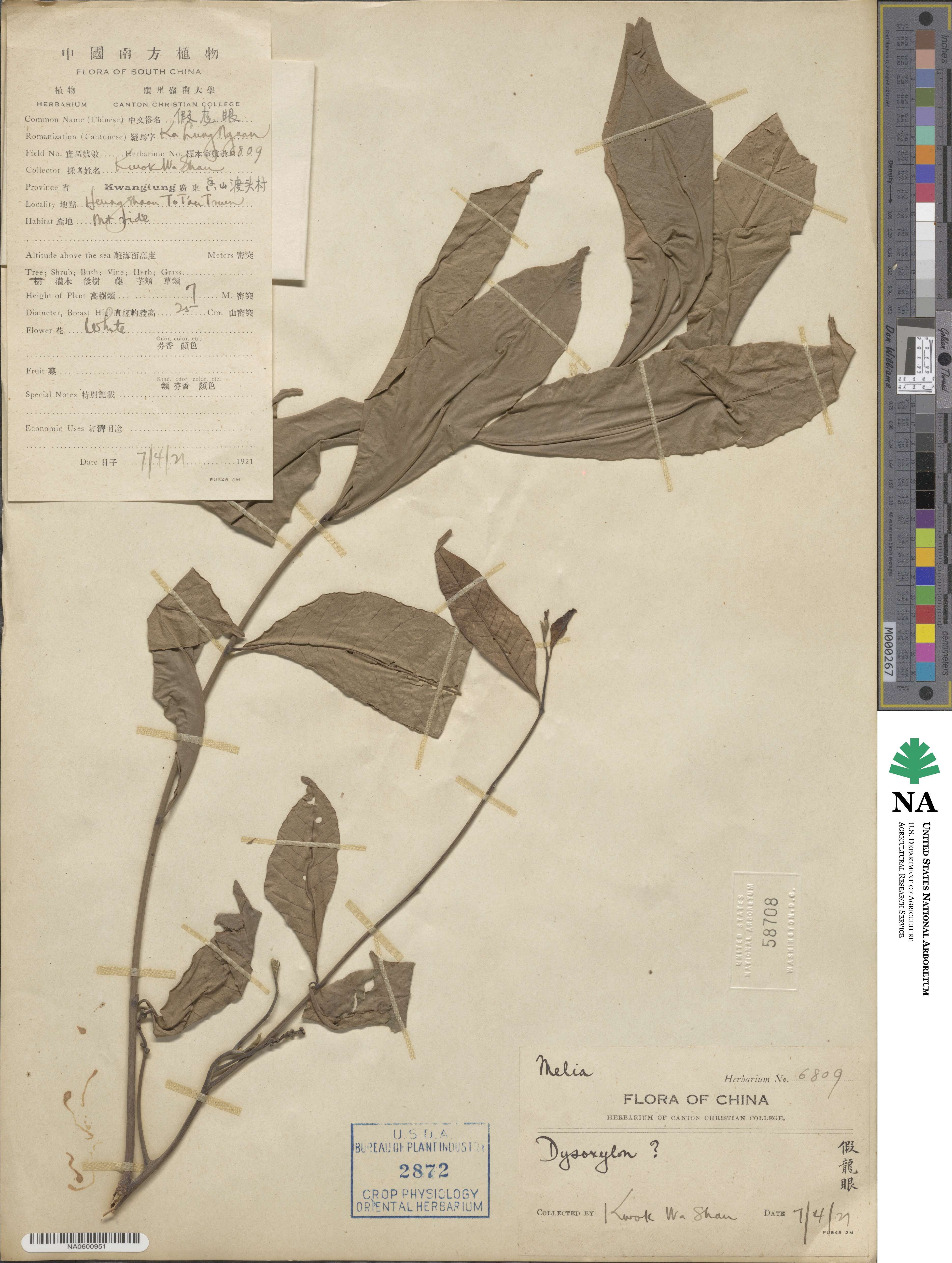 Dysoxylum image