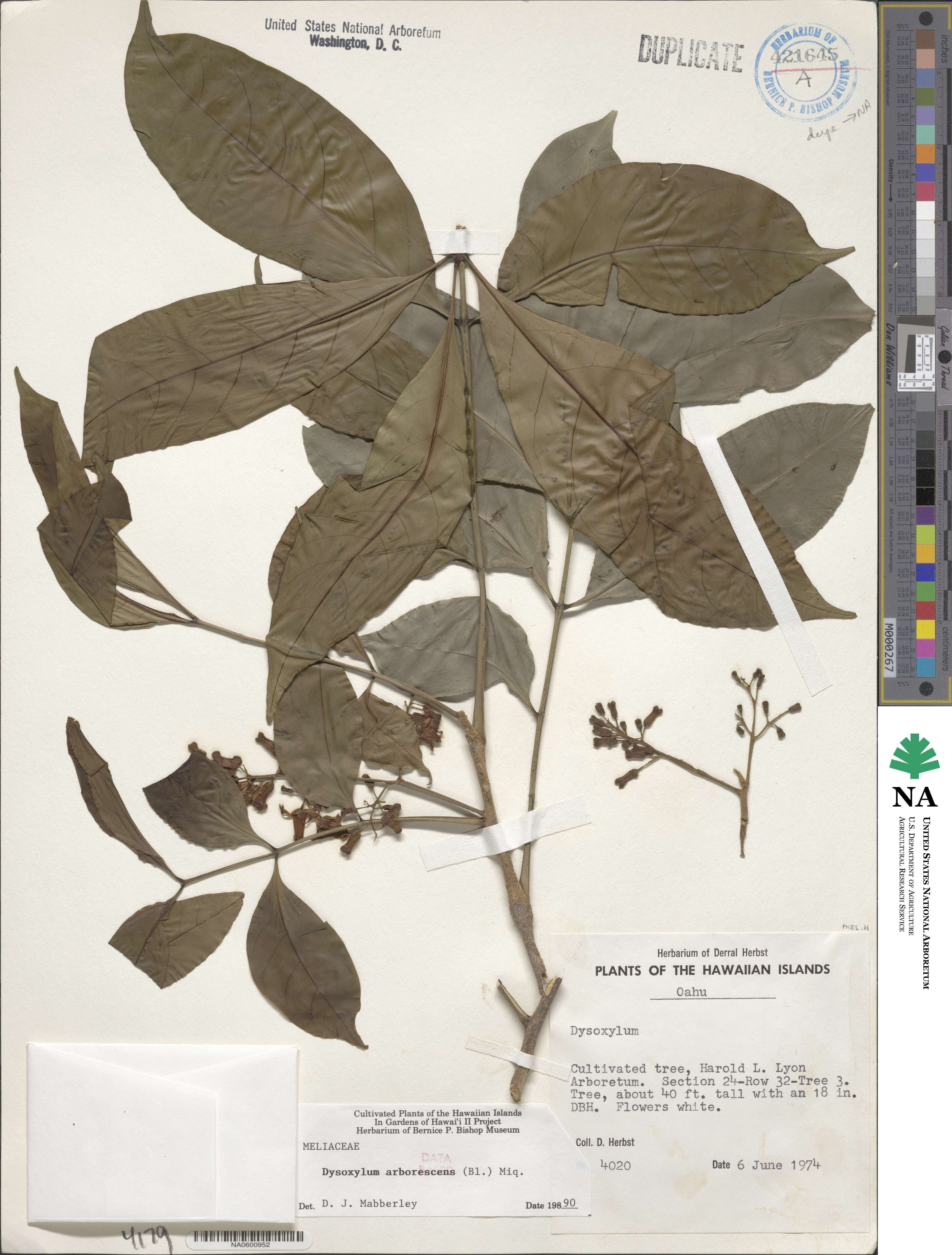 Goniocheton arborescens image