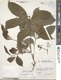 Goniocheton arborescens image