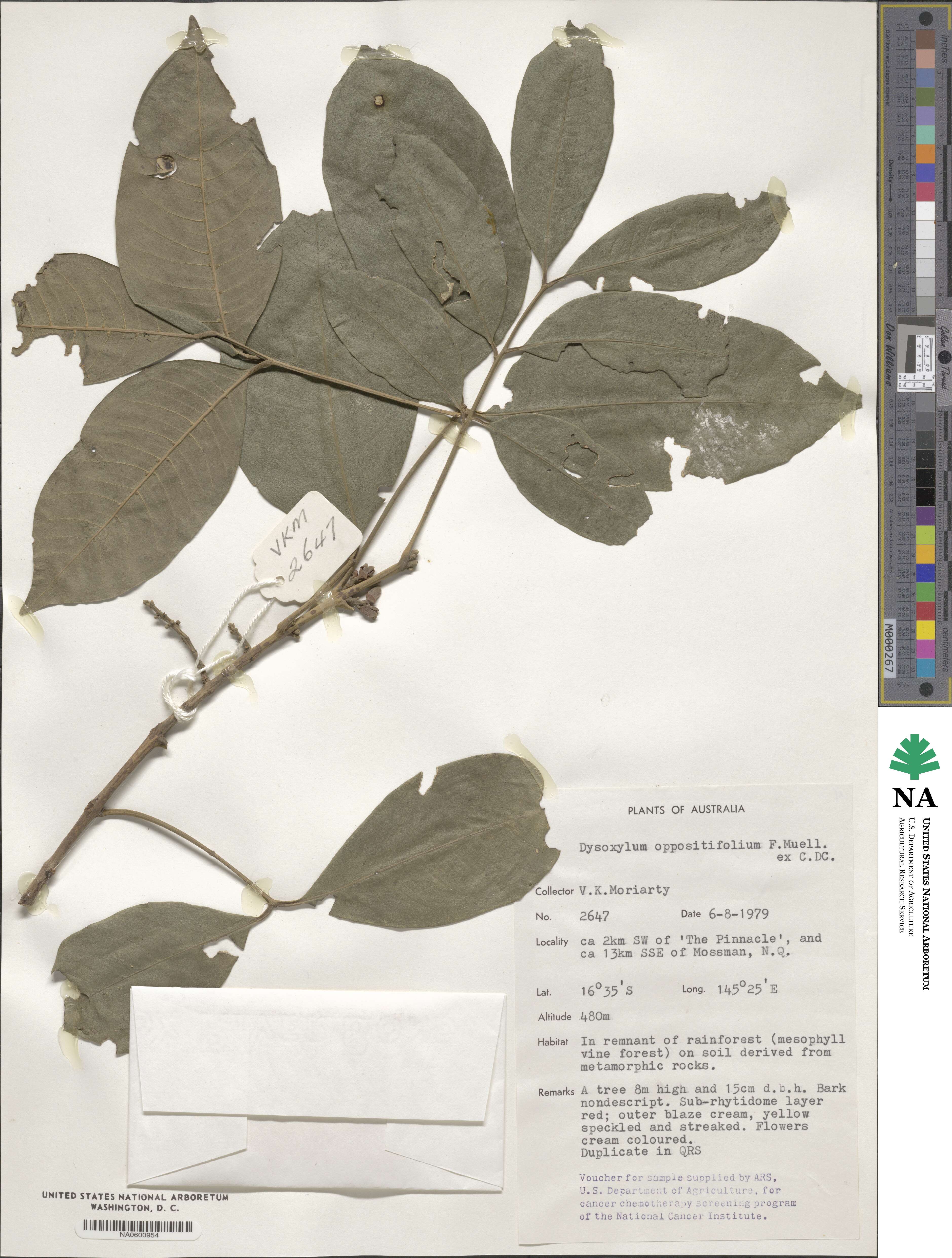 Dysoxylum oppositifolium image