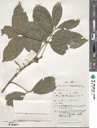 Image of Dysoxylum oppositifolium