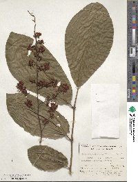 Didymocheton spectabilis image