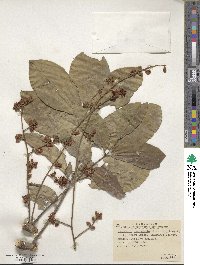 Didymocheton spectabilis image