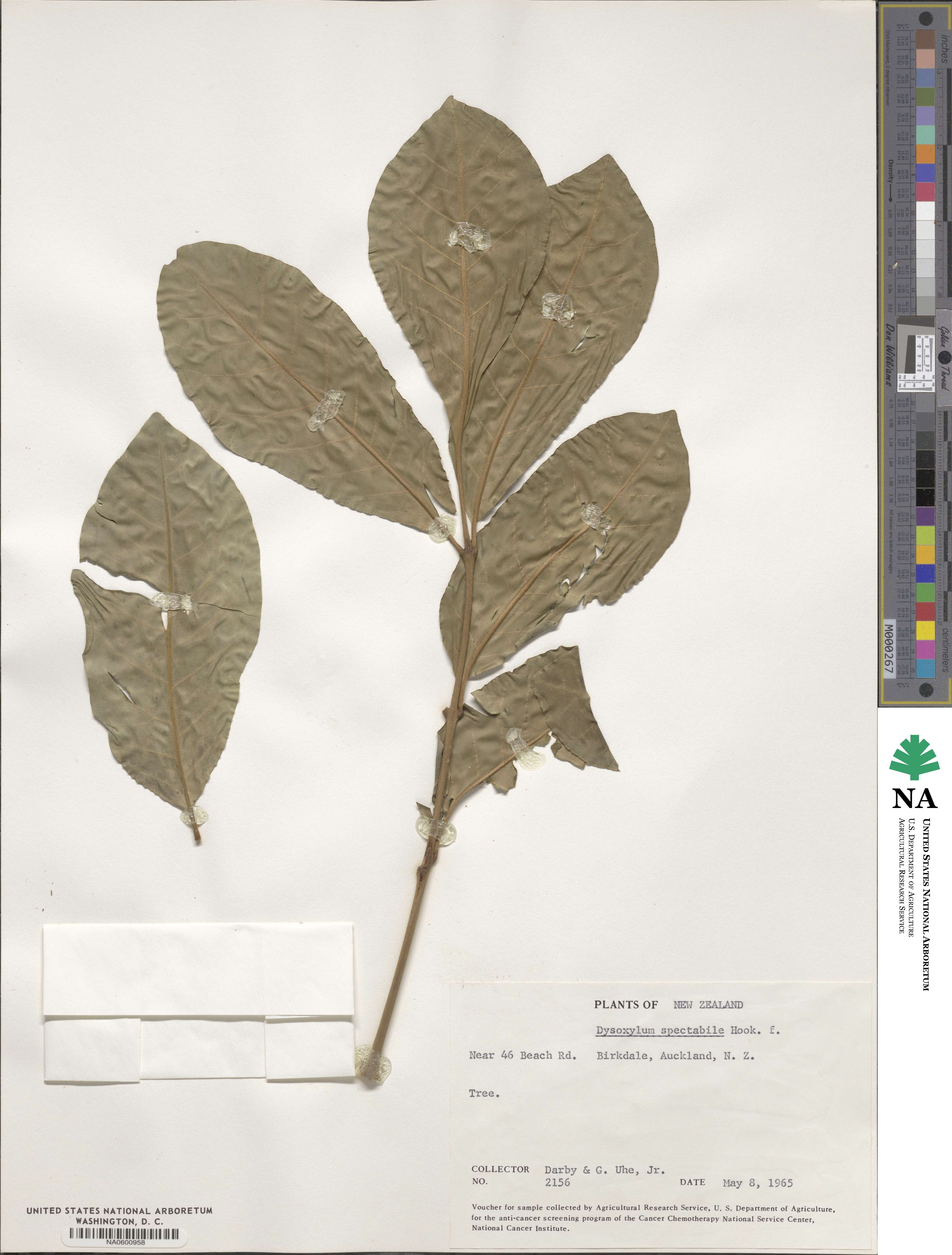 Didymocheton spectabilis image