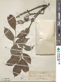 Goniocheton arborescens image