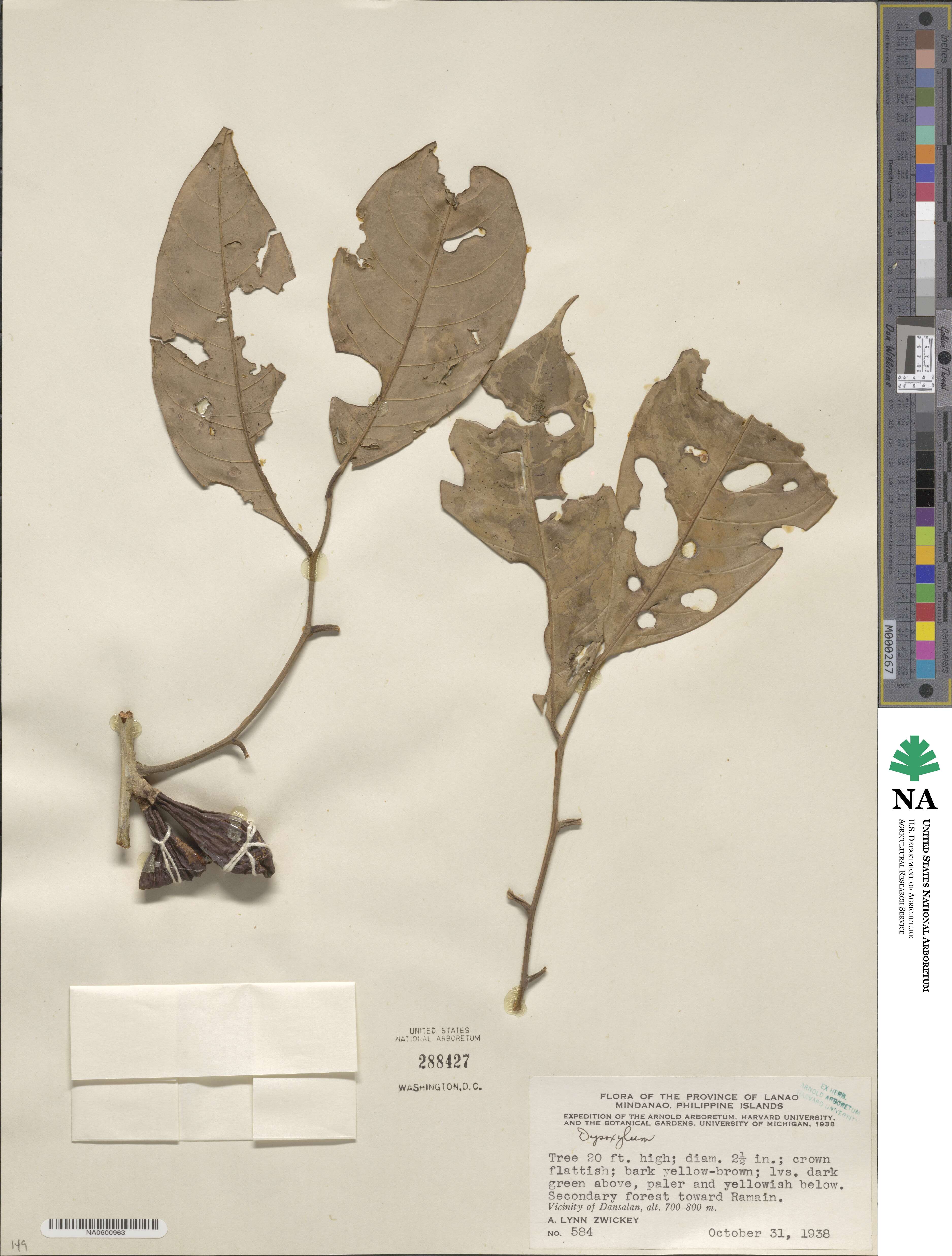 Dysoxylum image