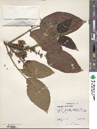 Sandoricum koetjape image