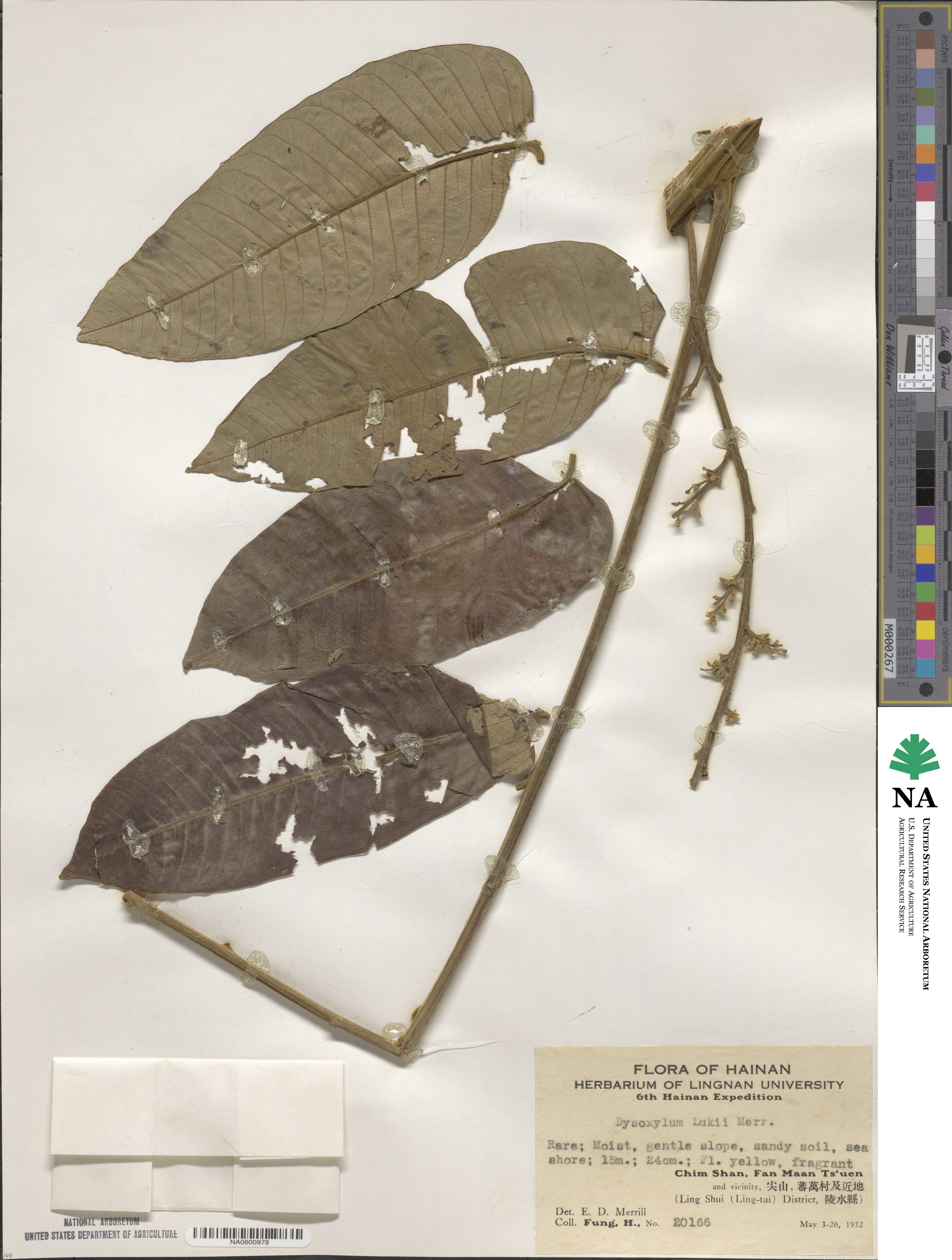 Dysoxylum grande image