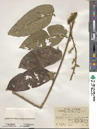 Dysoxylum grande image