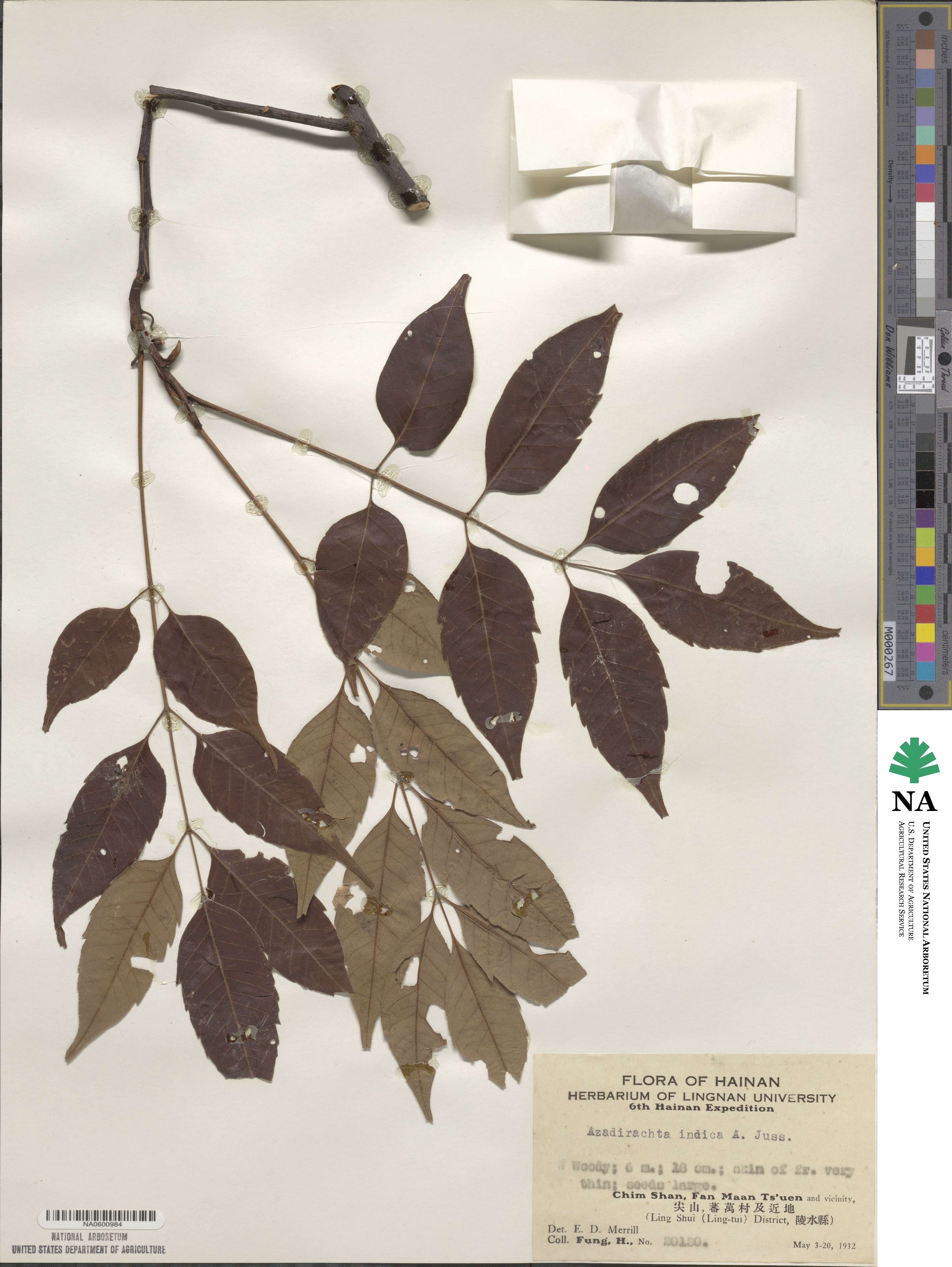 Azadirachta indica image