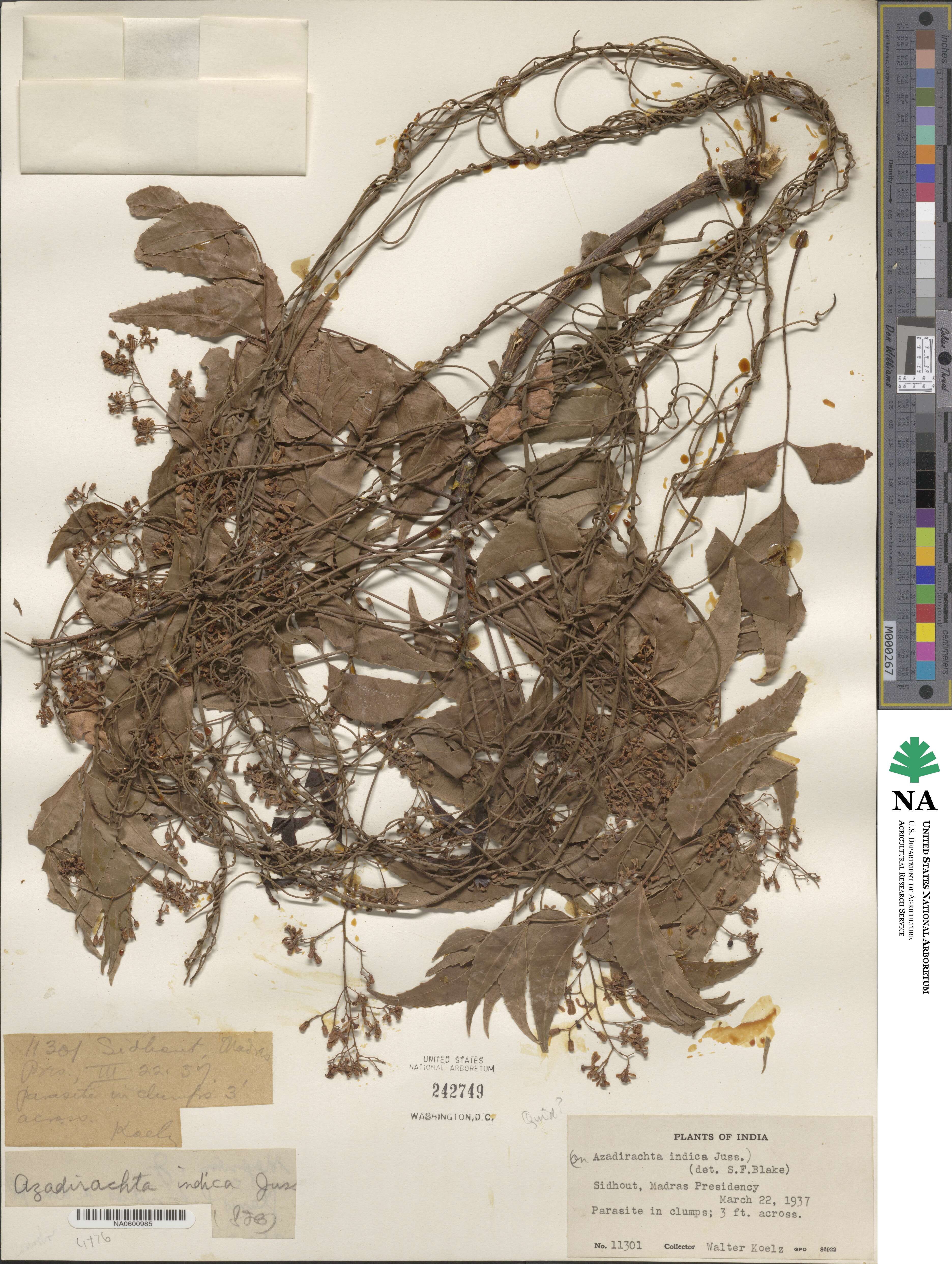 Azadirachta indica image