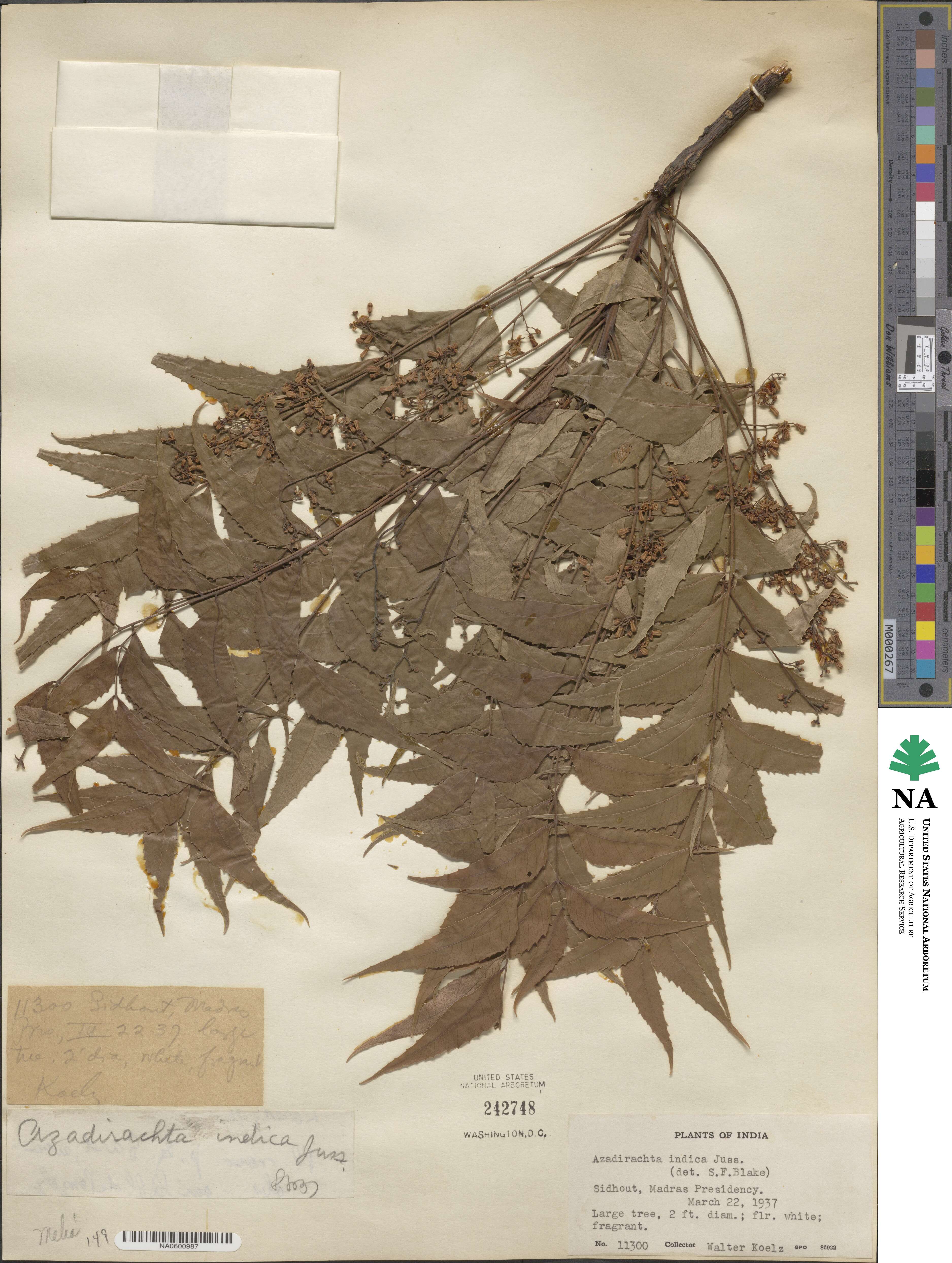 Azadirachta indica image