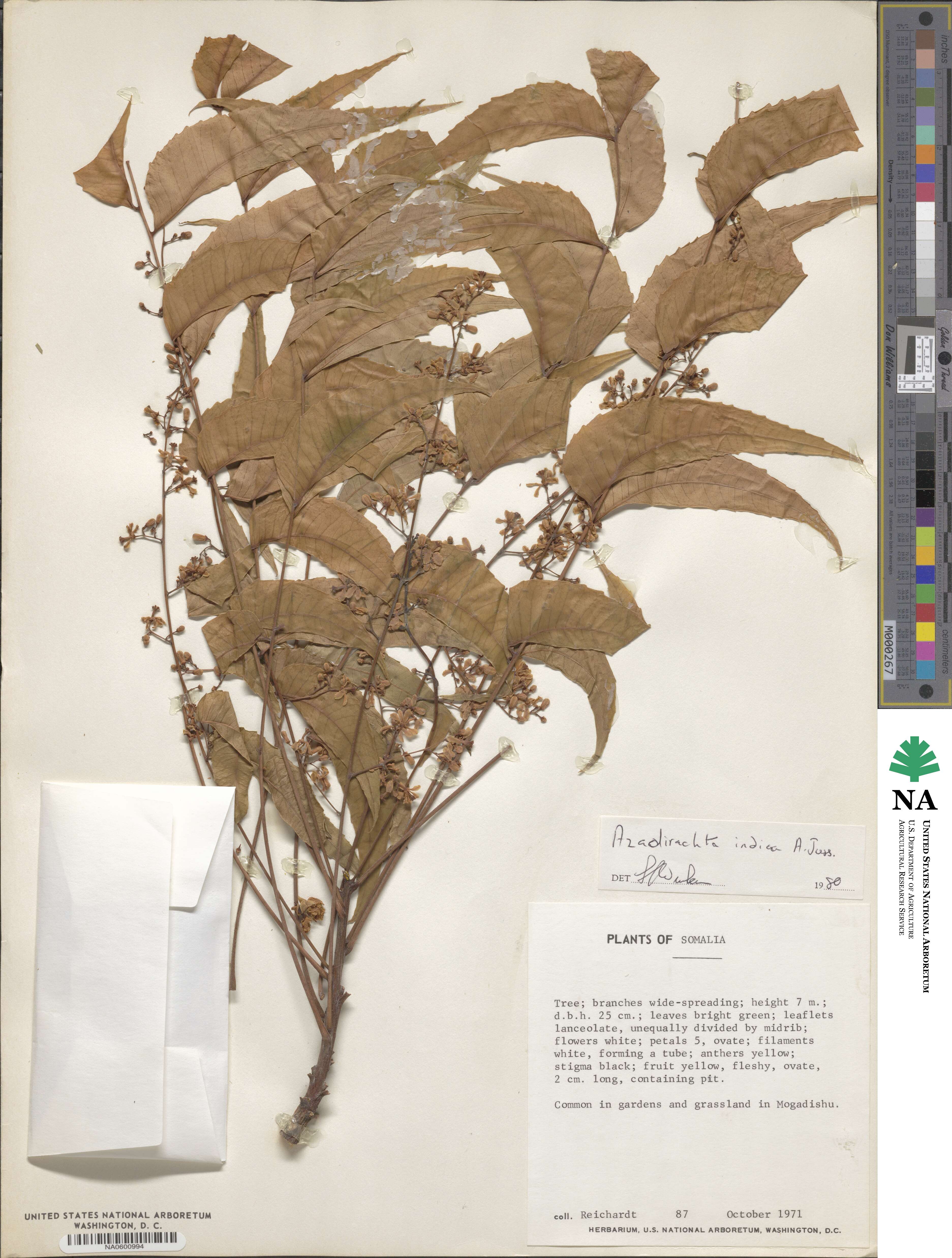 Azadirachta image