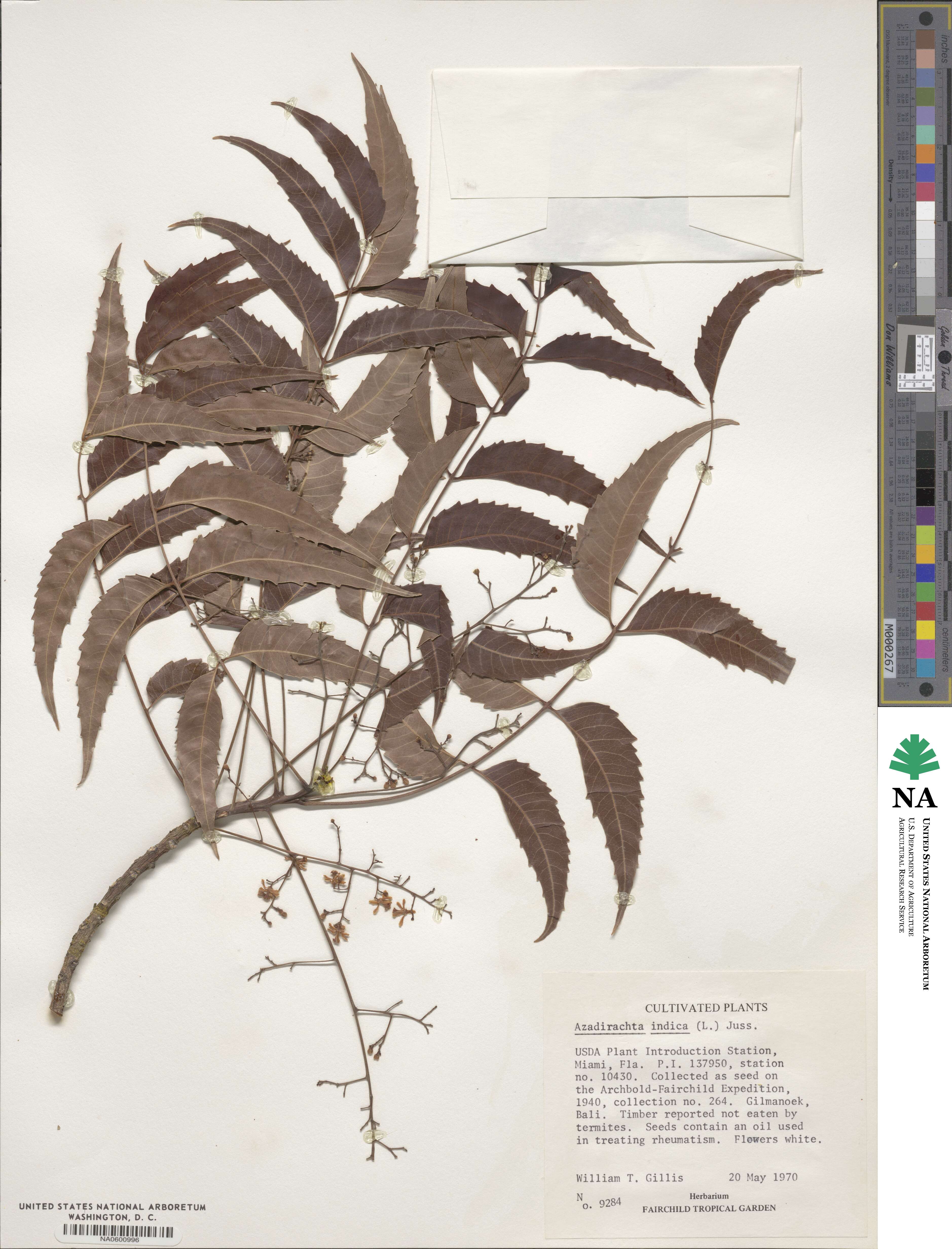 Azadirachta image