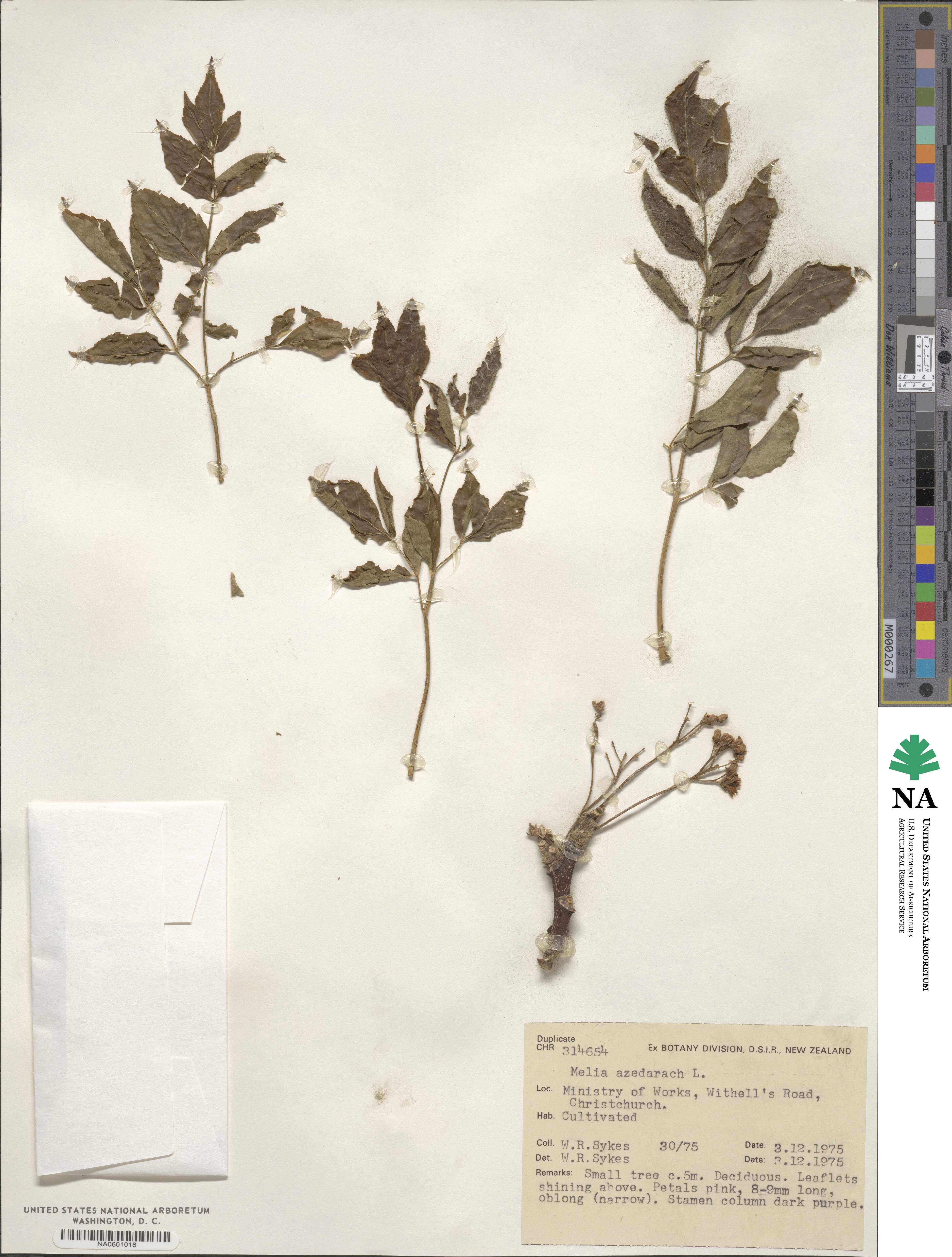 Melia azedarach image