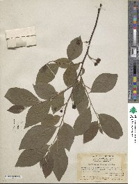 Turraea pubescens image