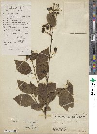 Turraea pubescens image