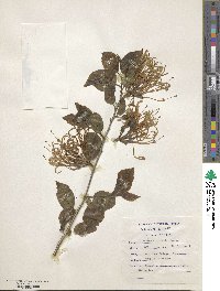 Turraea floribunda image