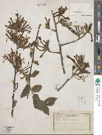 Turraea floribunda image