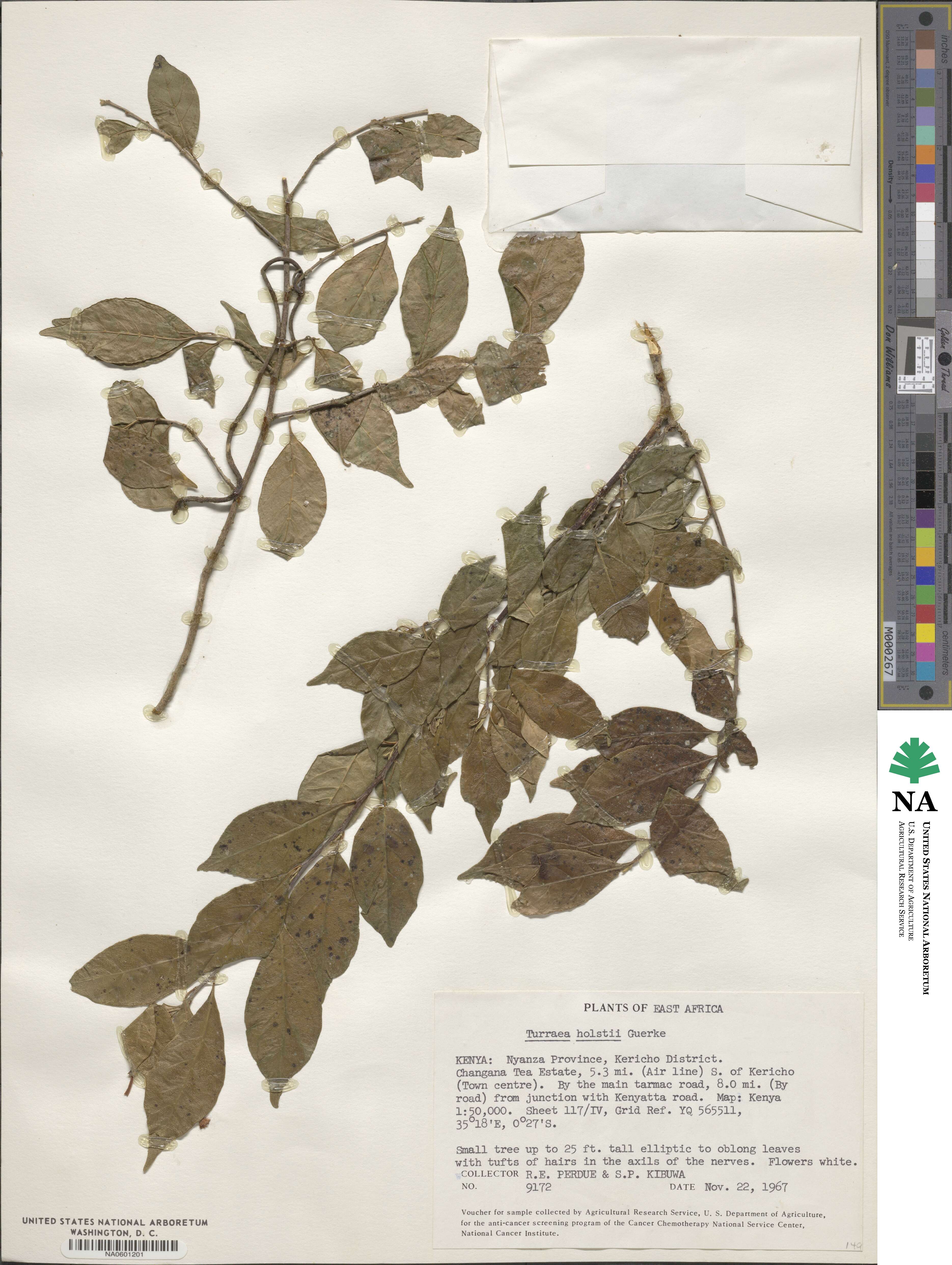 Turraea holstii image