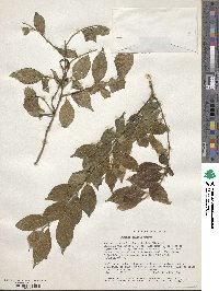 Turraea holstii image