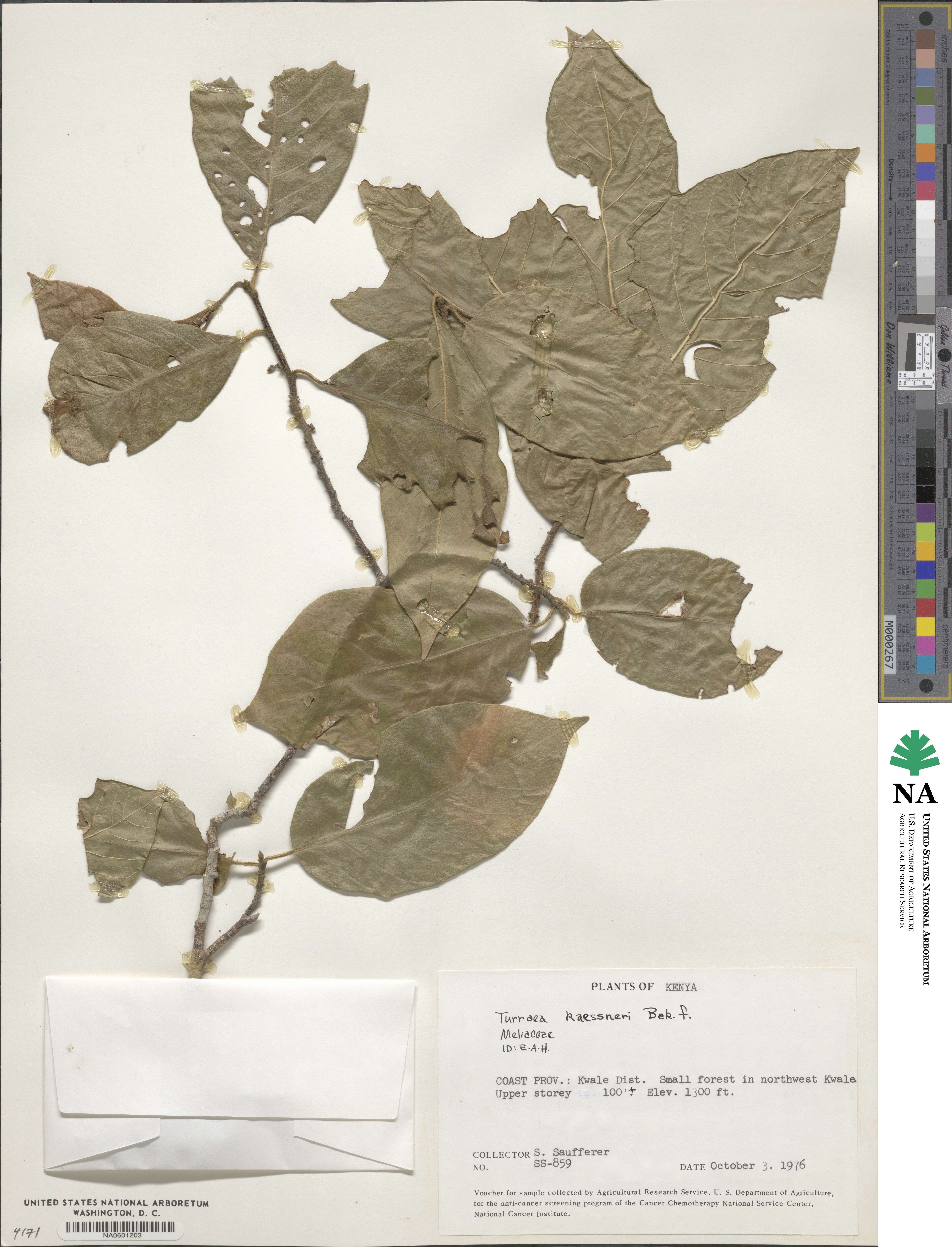 Turraea wakefieldii image