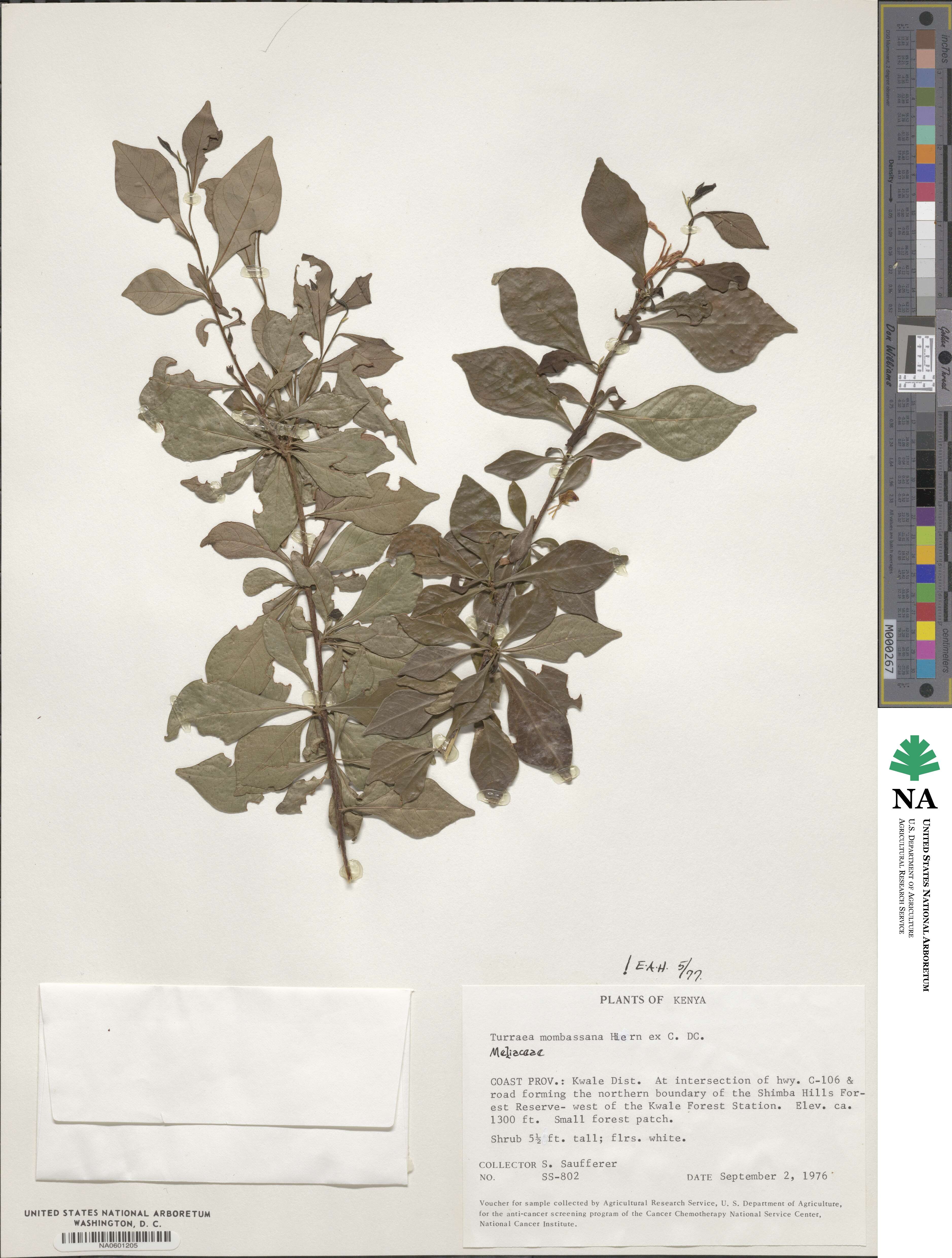 Turraea image