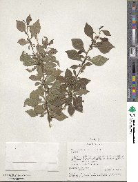 Turraea mombassana image