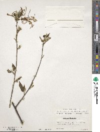 Turraea floribunda image