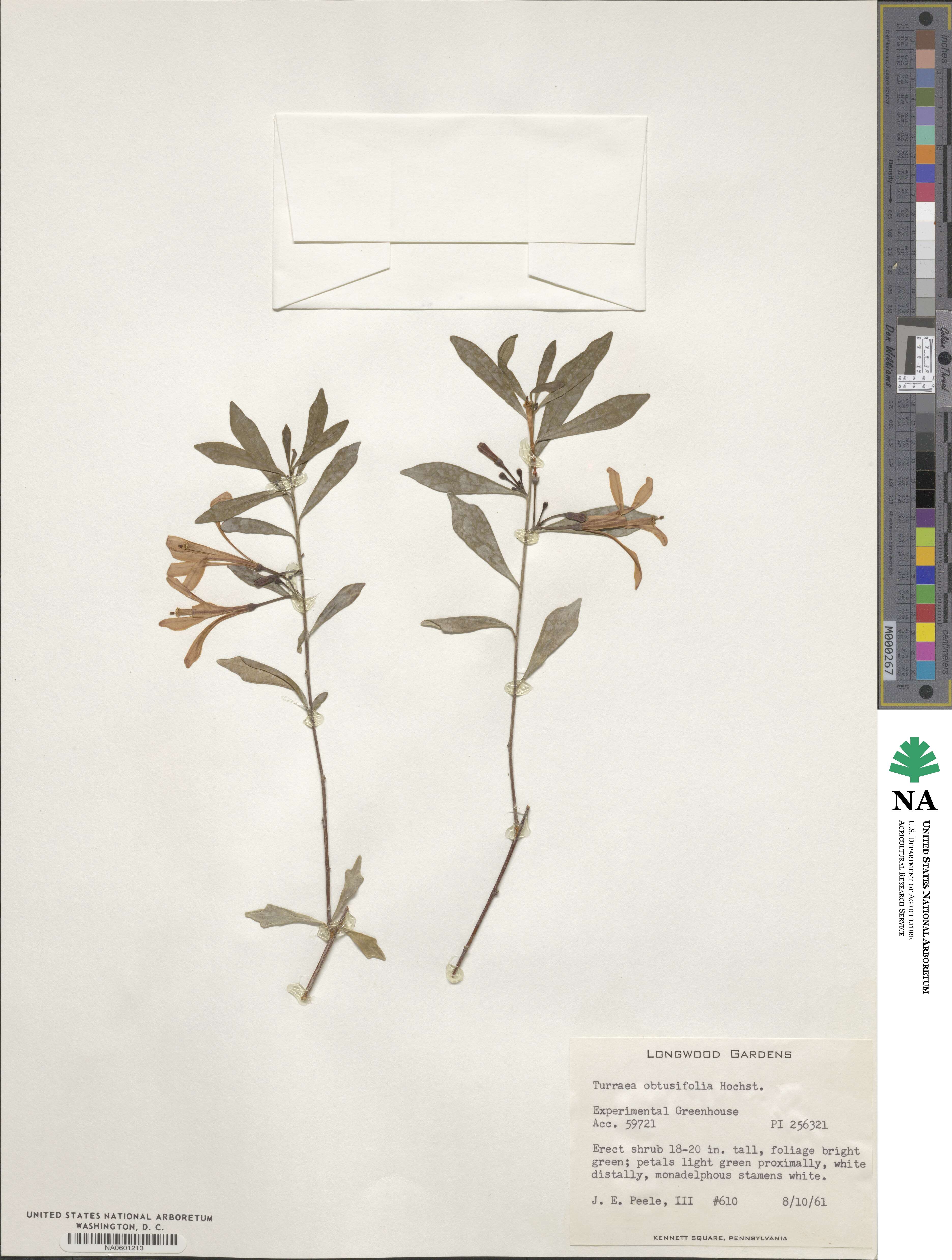 Turraea obtusifolia image