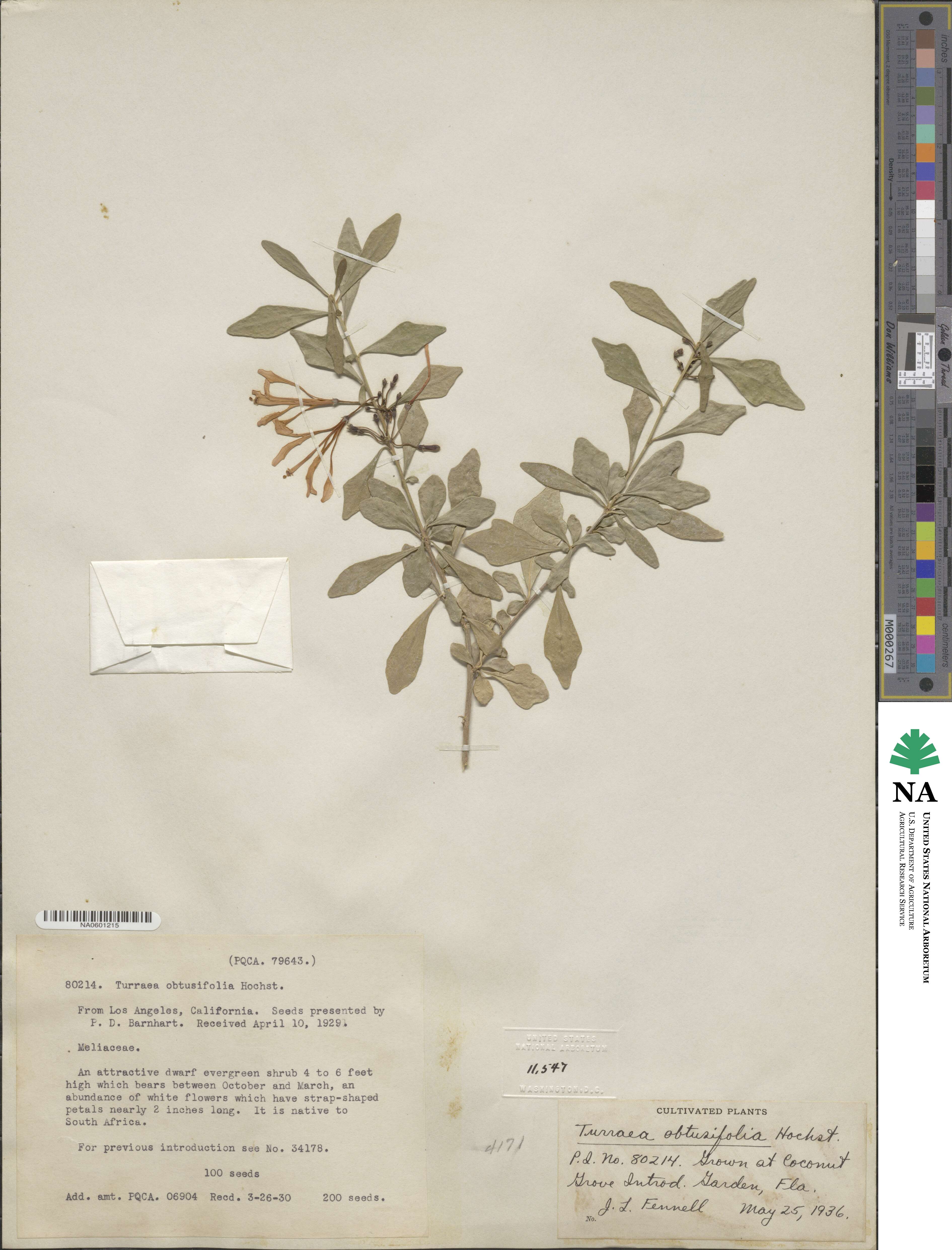 Turraea obtusifolia image