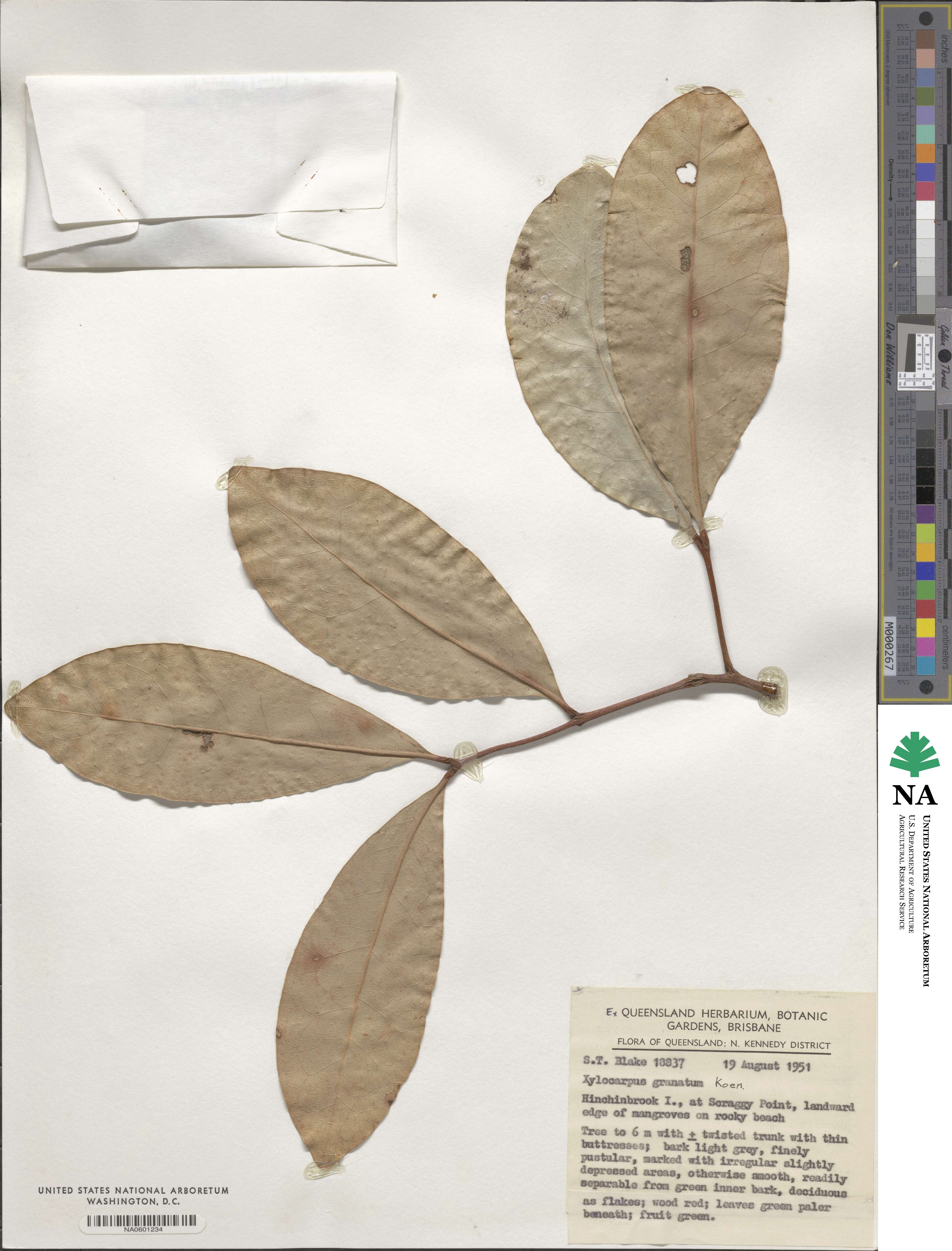 Xylocarpus image