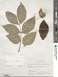 Xylocarpus moluccensis image