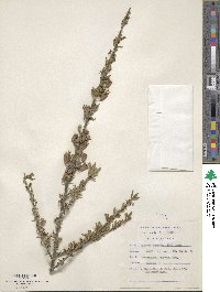 Nymania capensis image