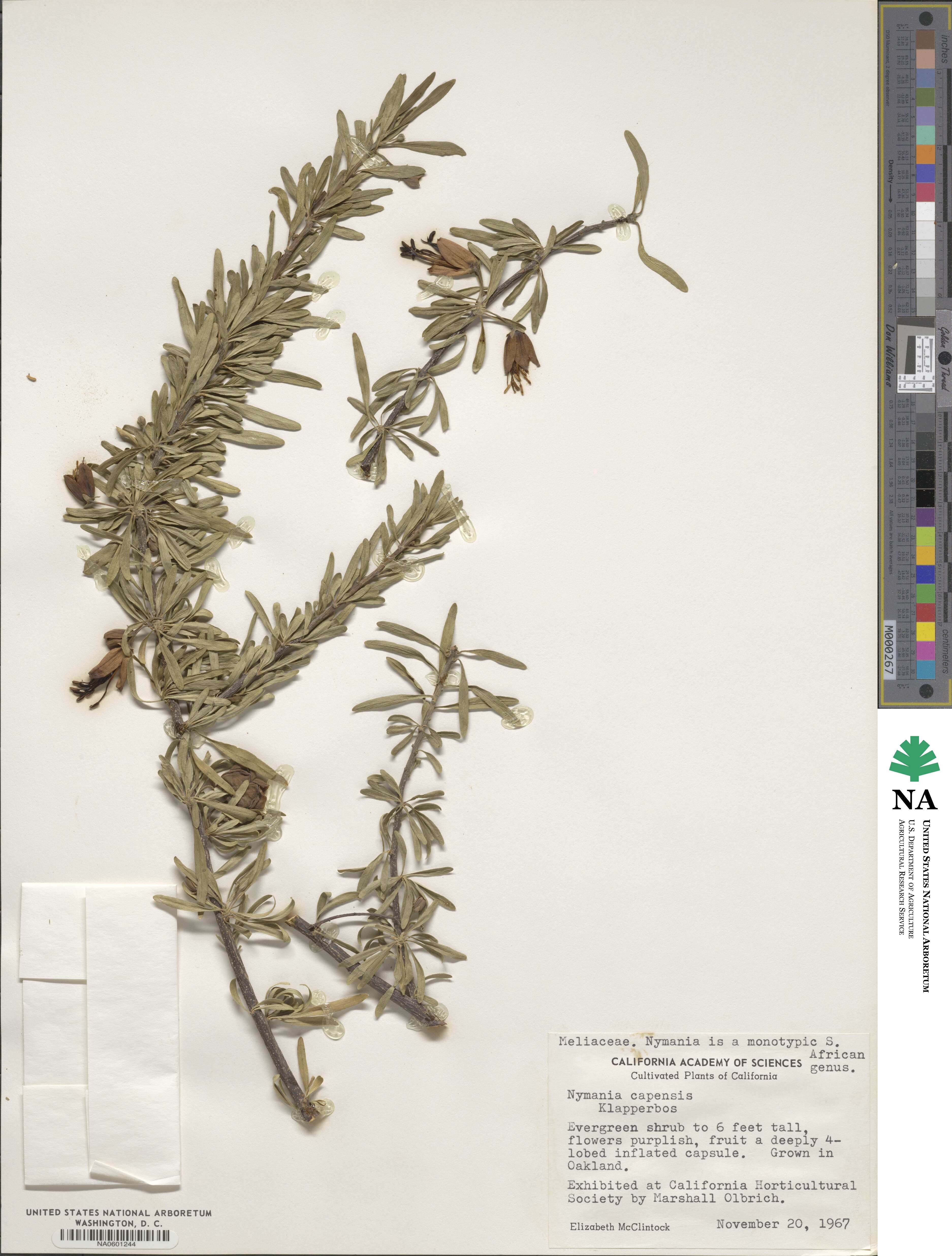 Nymania capensis image