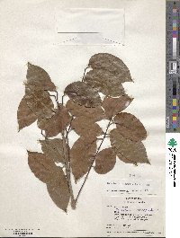 Image of Swietenia macrophylla