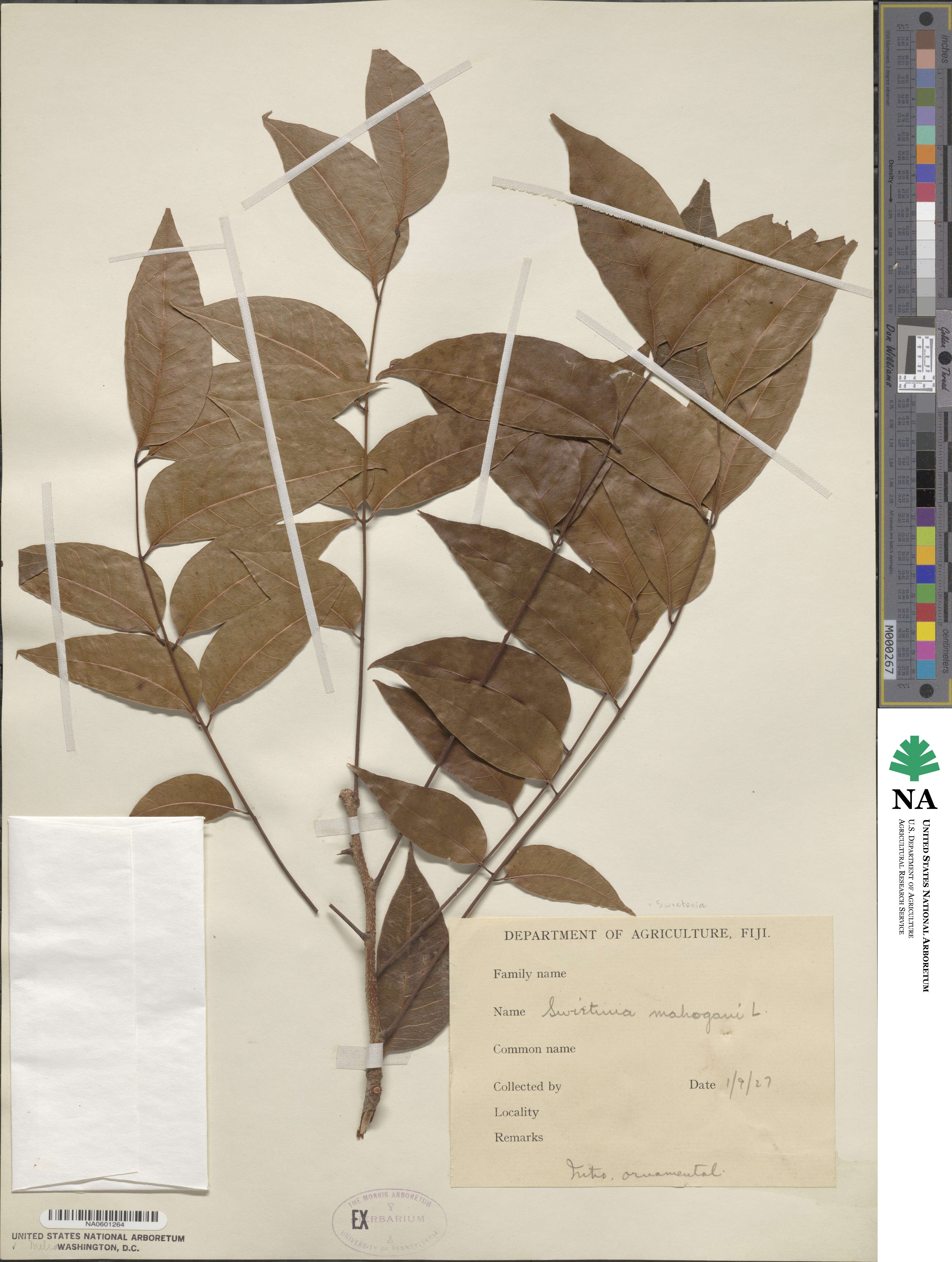 Swietenia image
