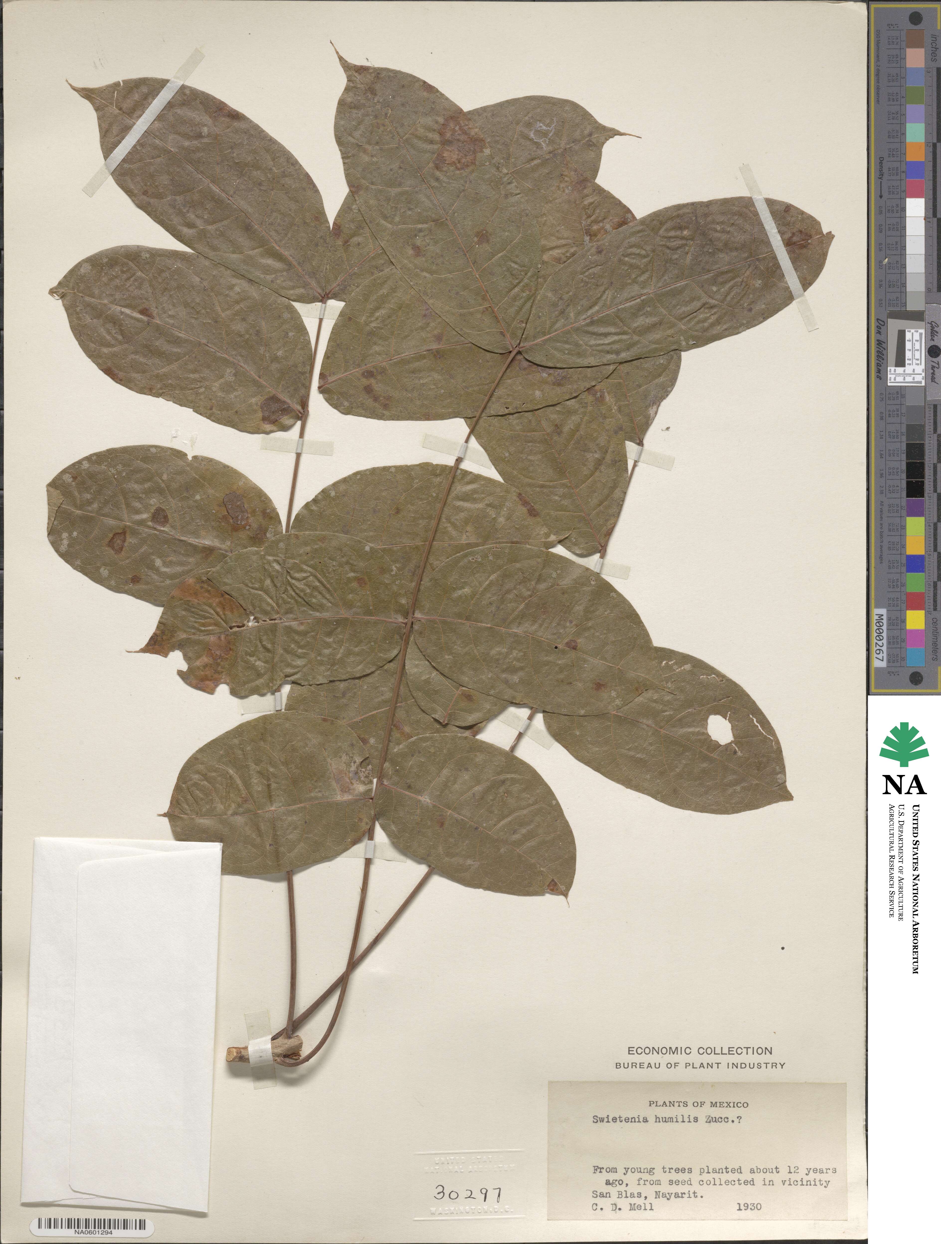 Swietenia image