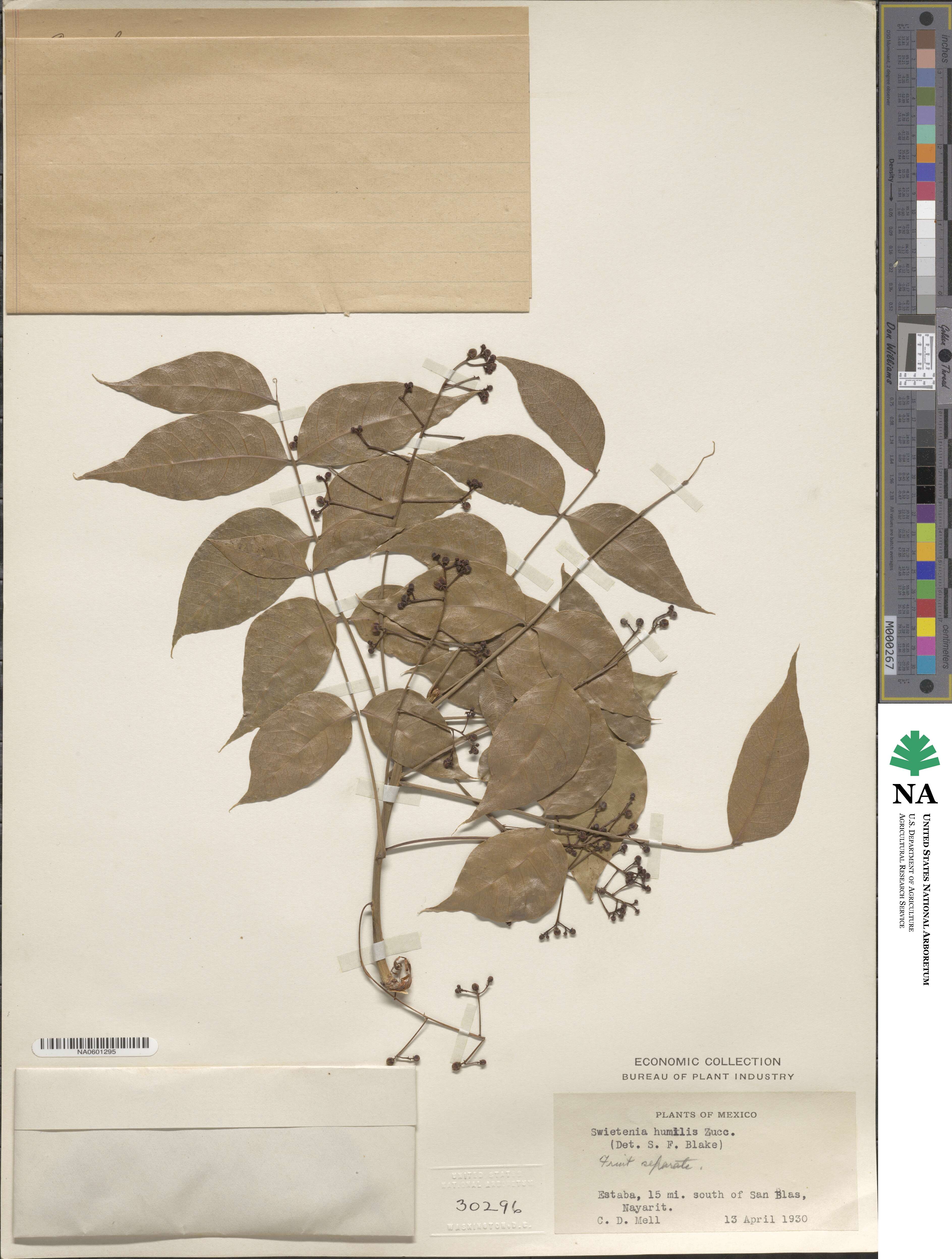 Swietenia image