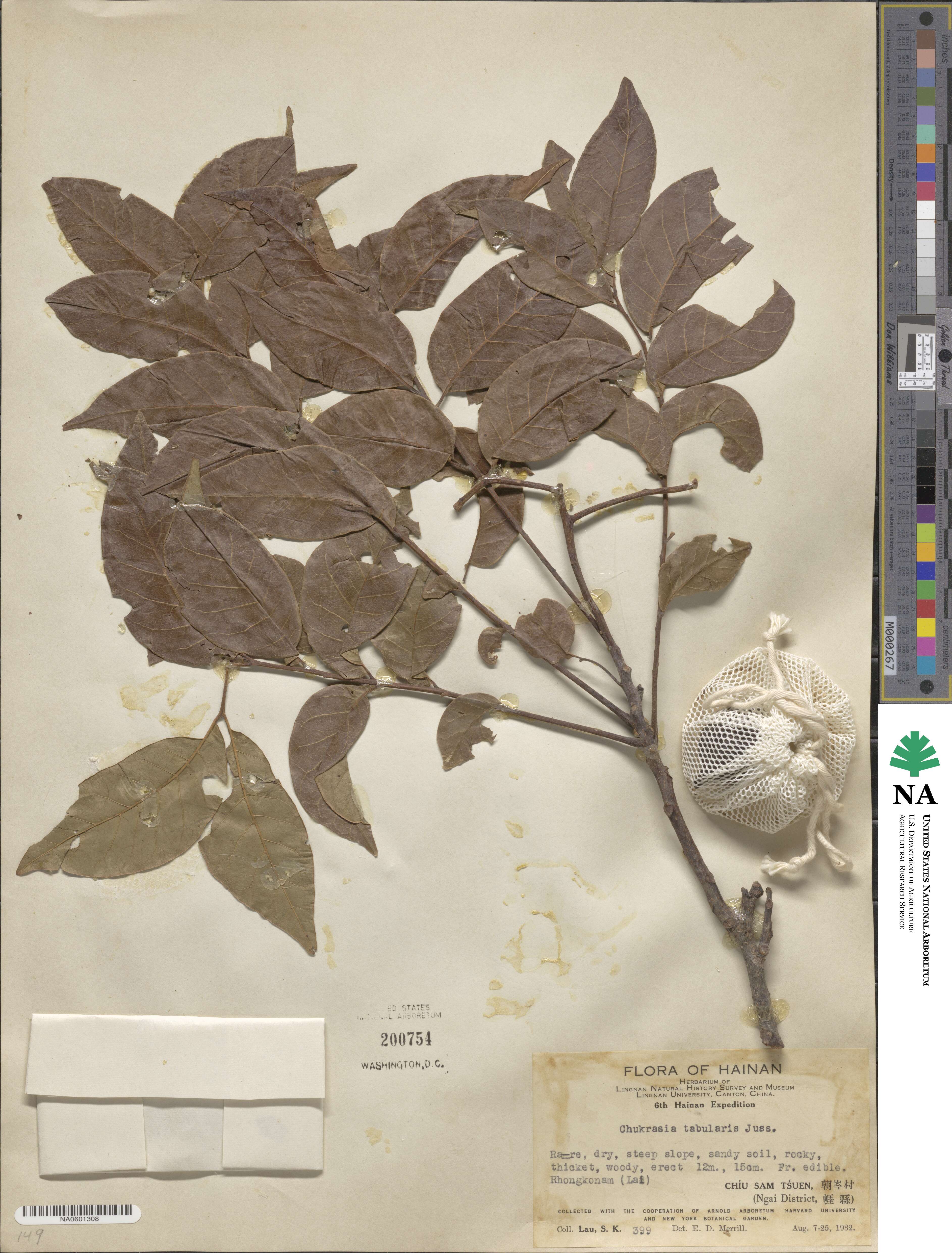 Chukrasia tabularis image