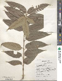 Toona sinensis image