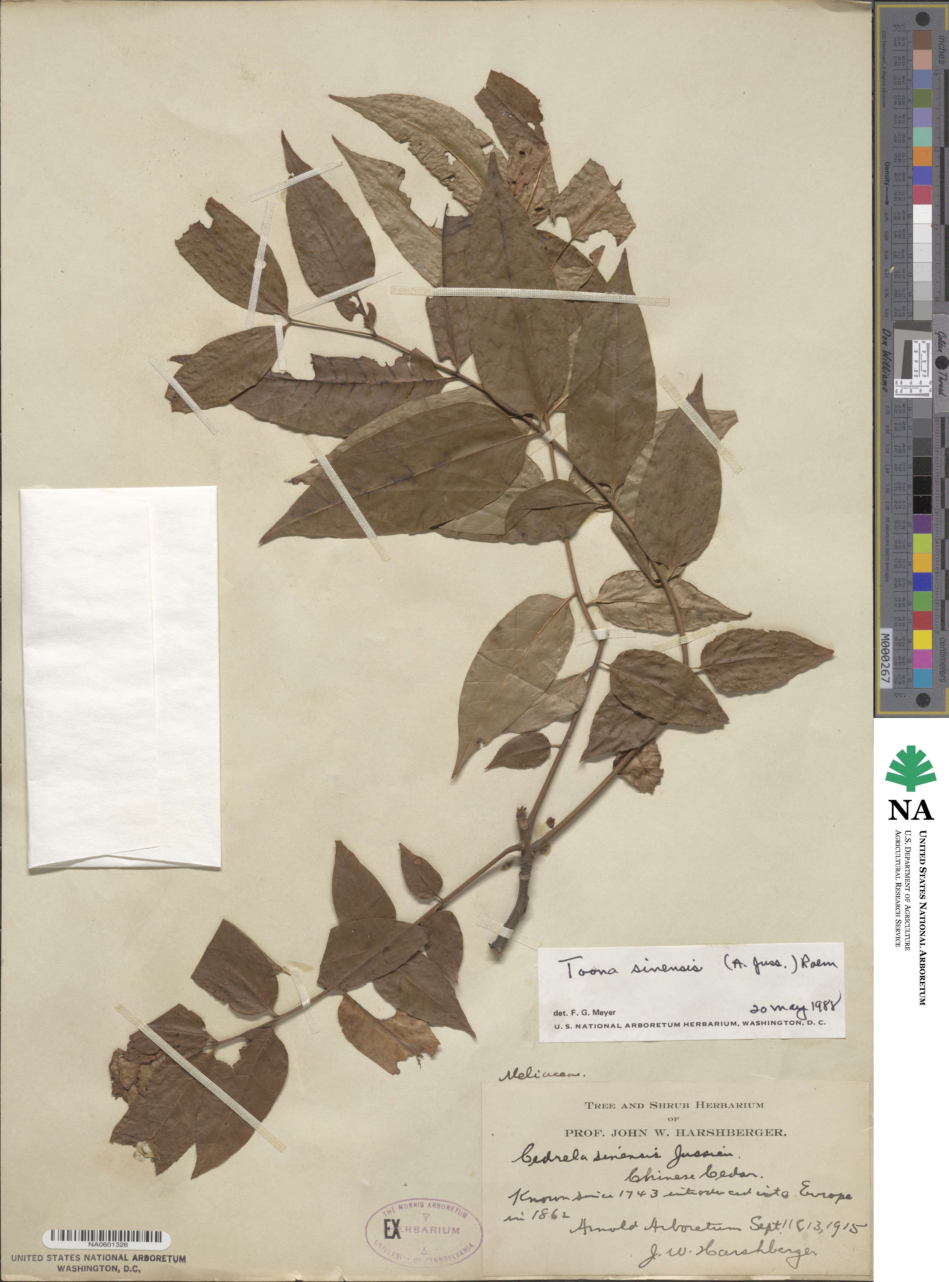 Toona sinensis image