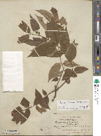 Toona sinensis image