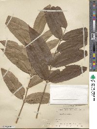 Toona sinensis image